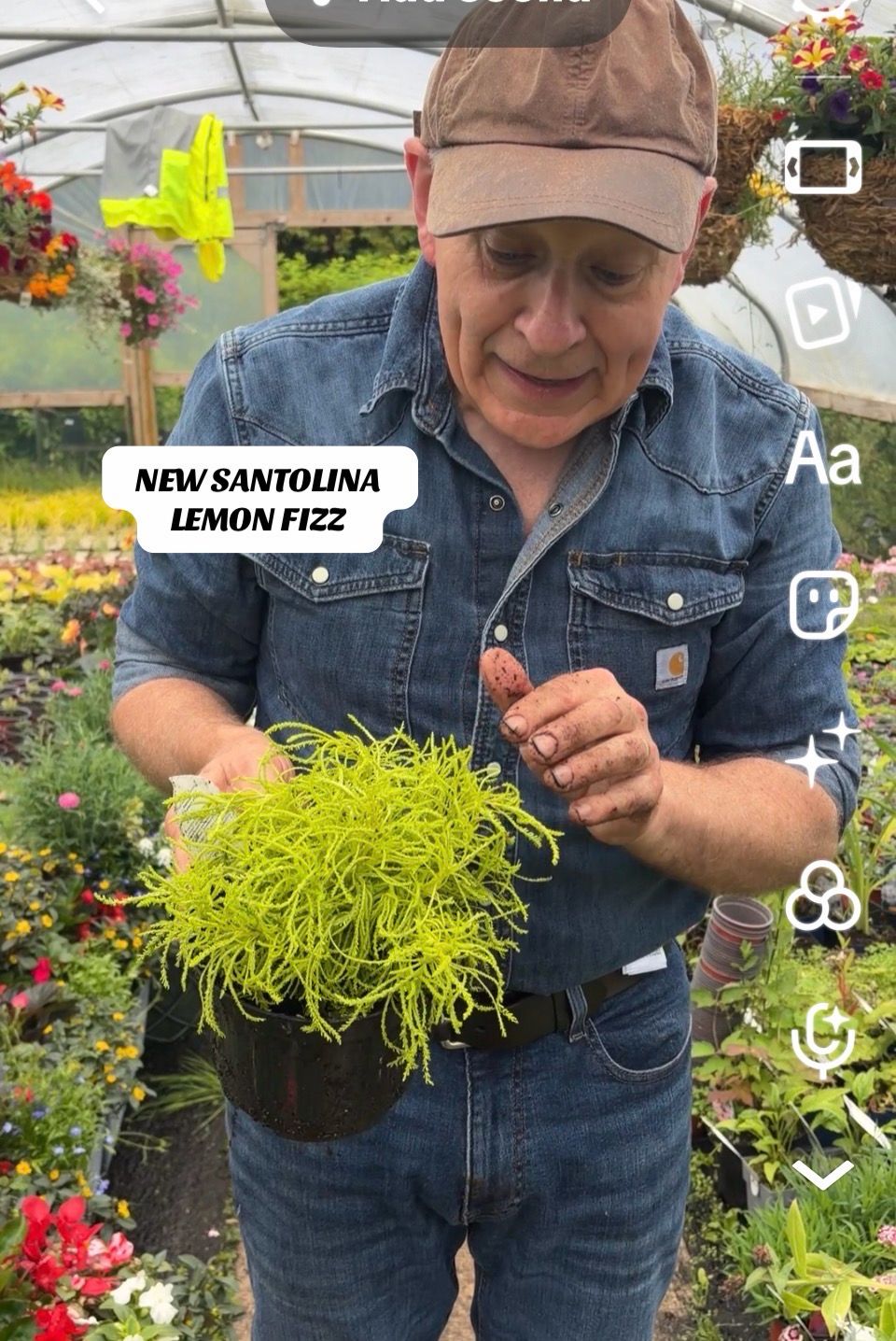 SANTOLINA Lemon Fizz ..mini evergreen shrub for front of bed or in pots . Height 30 Cm . Likes full sun