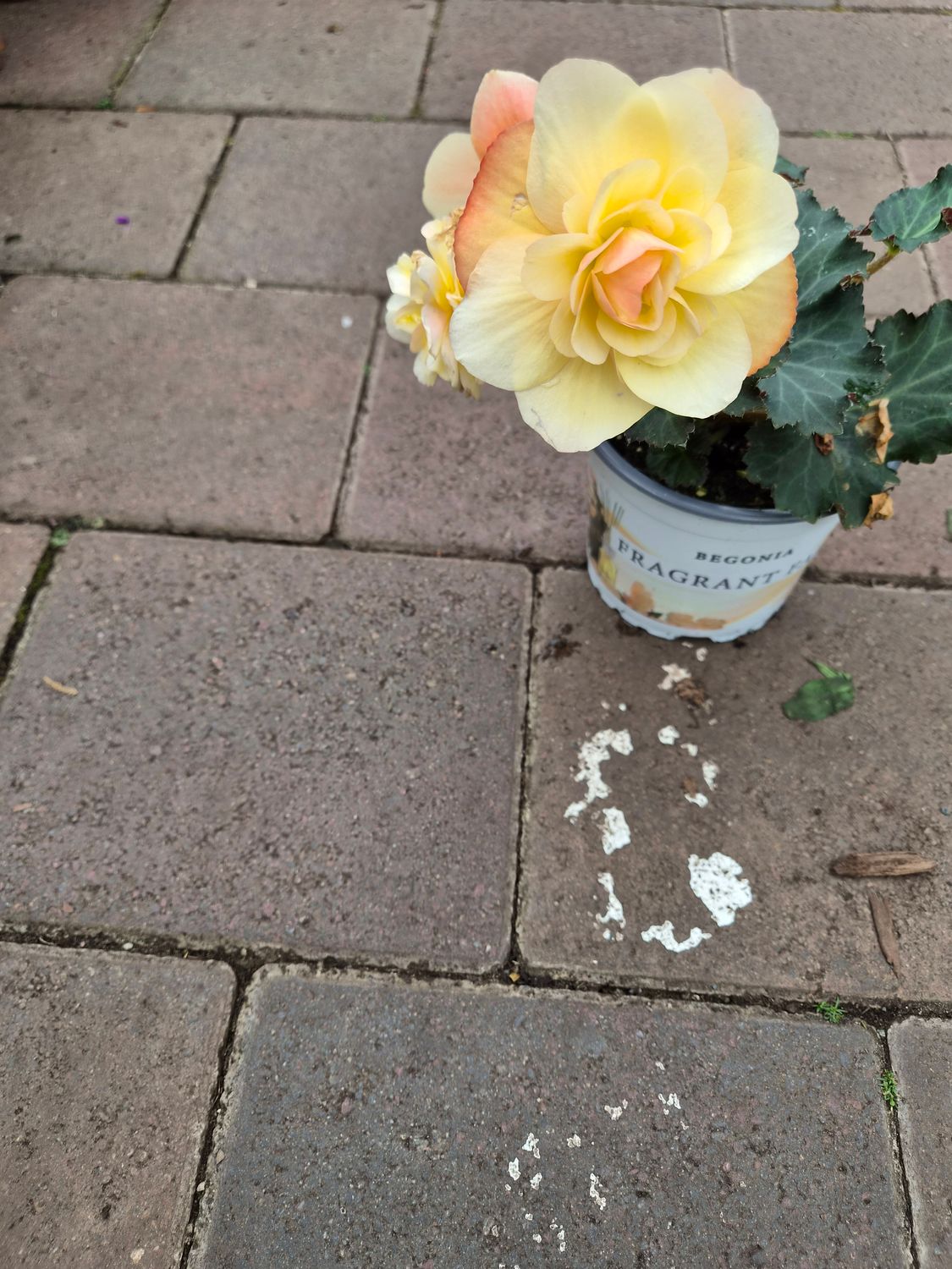 Begonia Waterfall Scented Soft Orange - non stop flowers until October…for Pots ,baskets ,window box