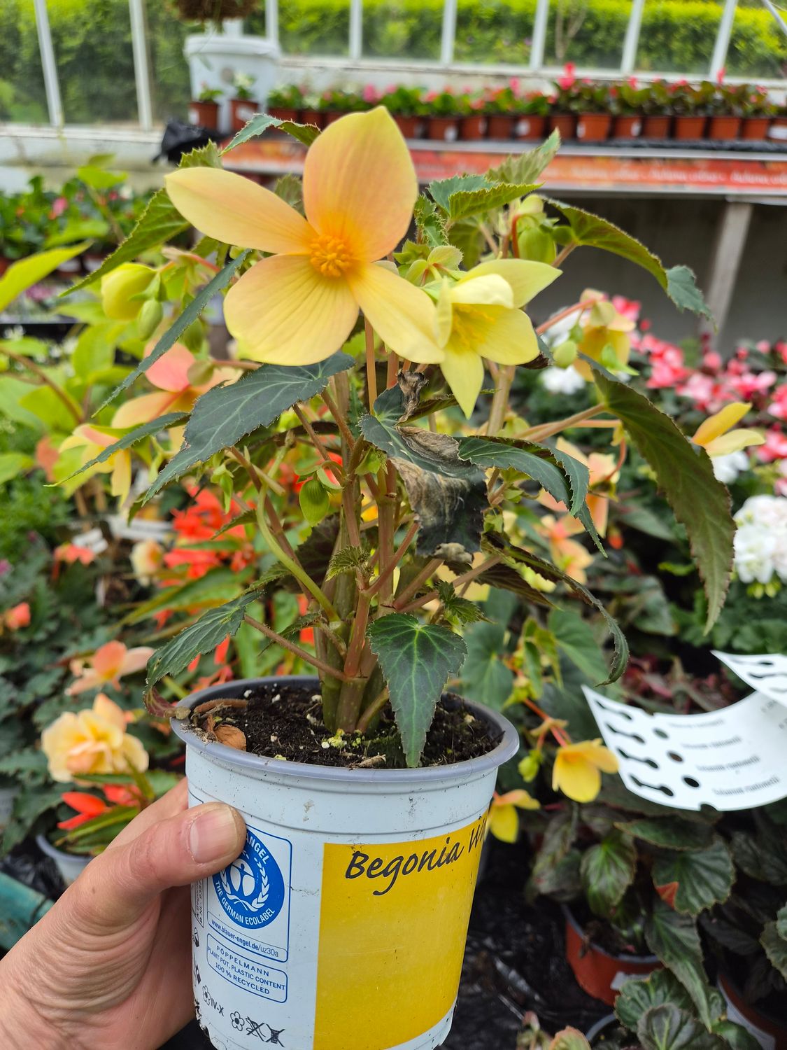 Begonia Waterfall Yellow - non stop flowers until October…for Pots ,baskets ,window box