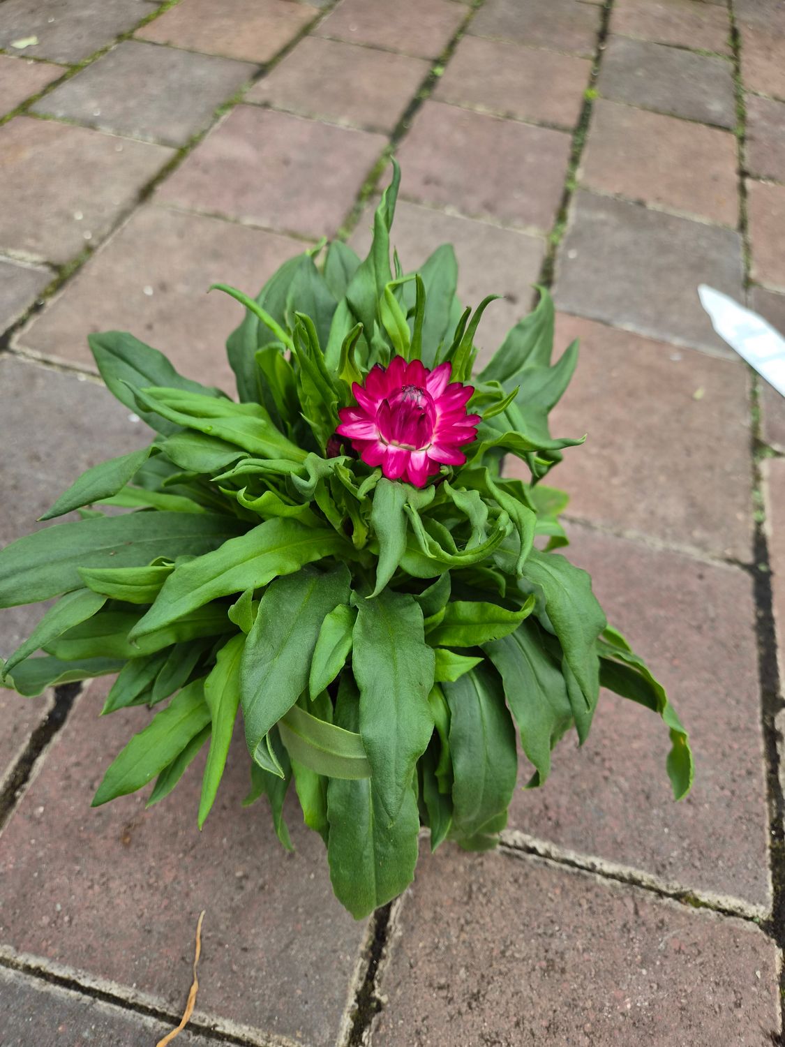 Strawflower Red. Flowers non stop until October Helichrysum.