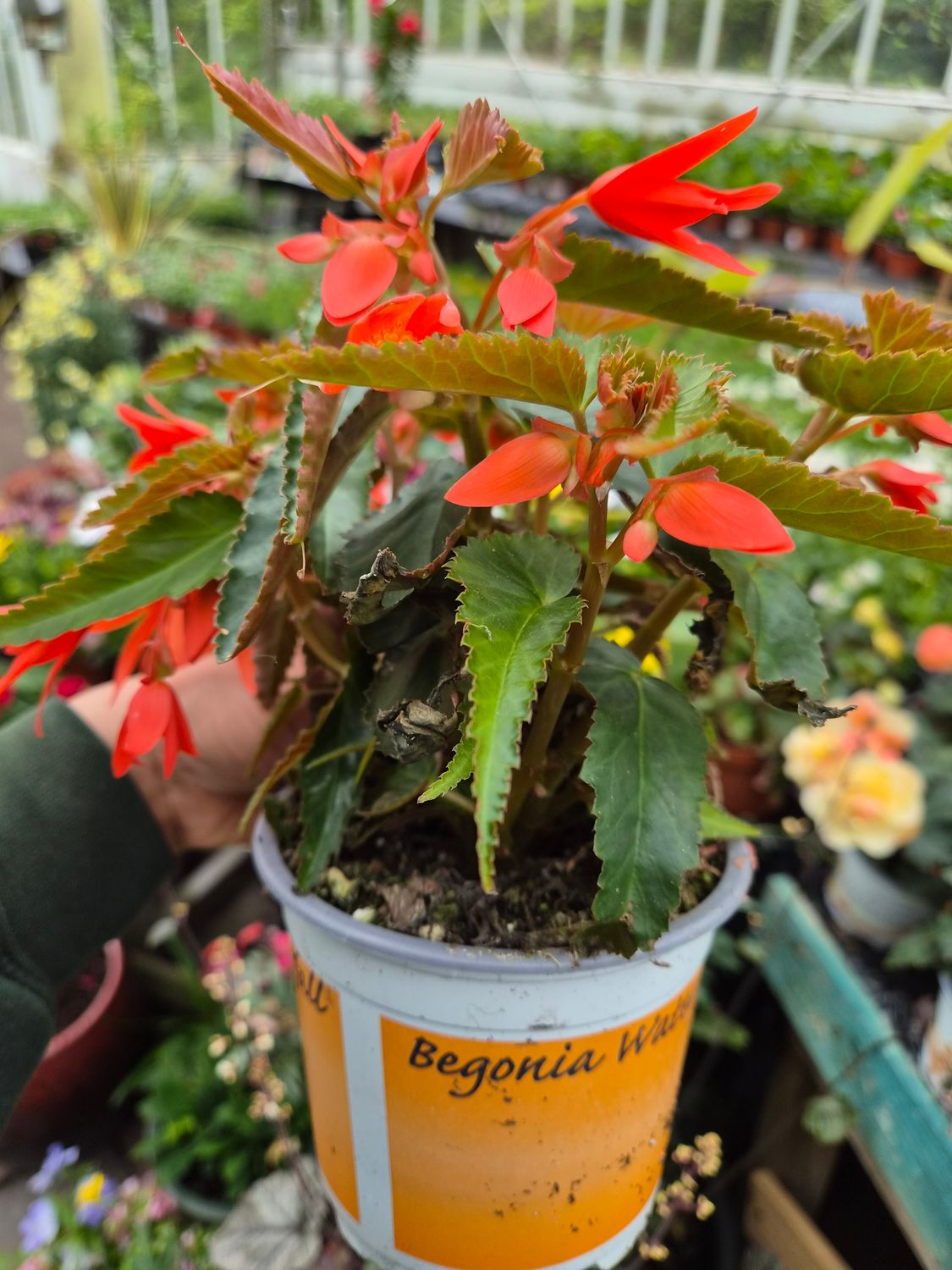 Begonia Waterfall Orange - non stop flowers until October…for Pots ,baskets ,window box