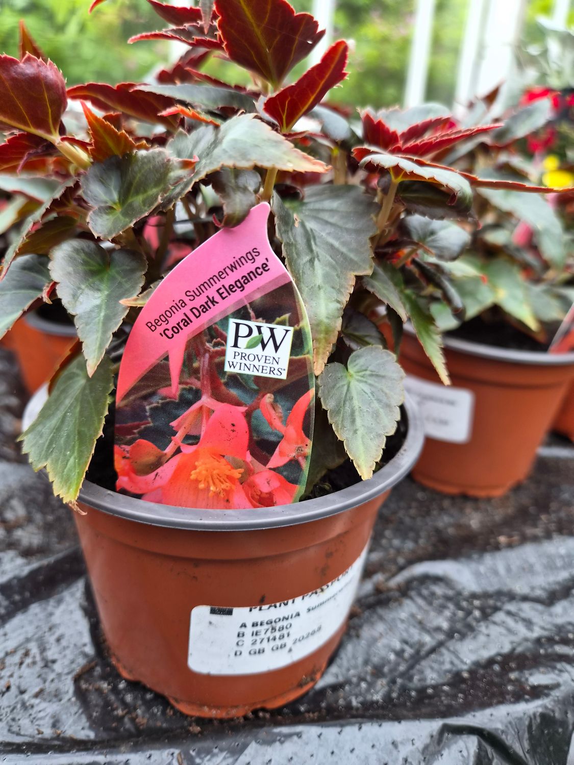 Begonia Summerwings Coral Dark Elegance