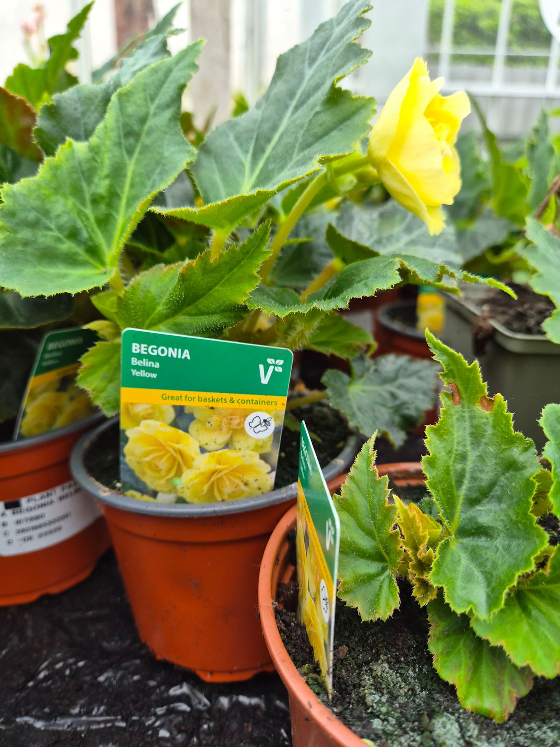 Begonia Bellina Yellow