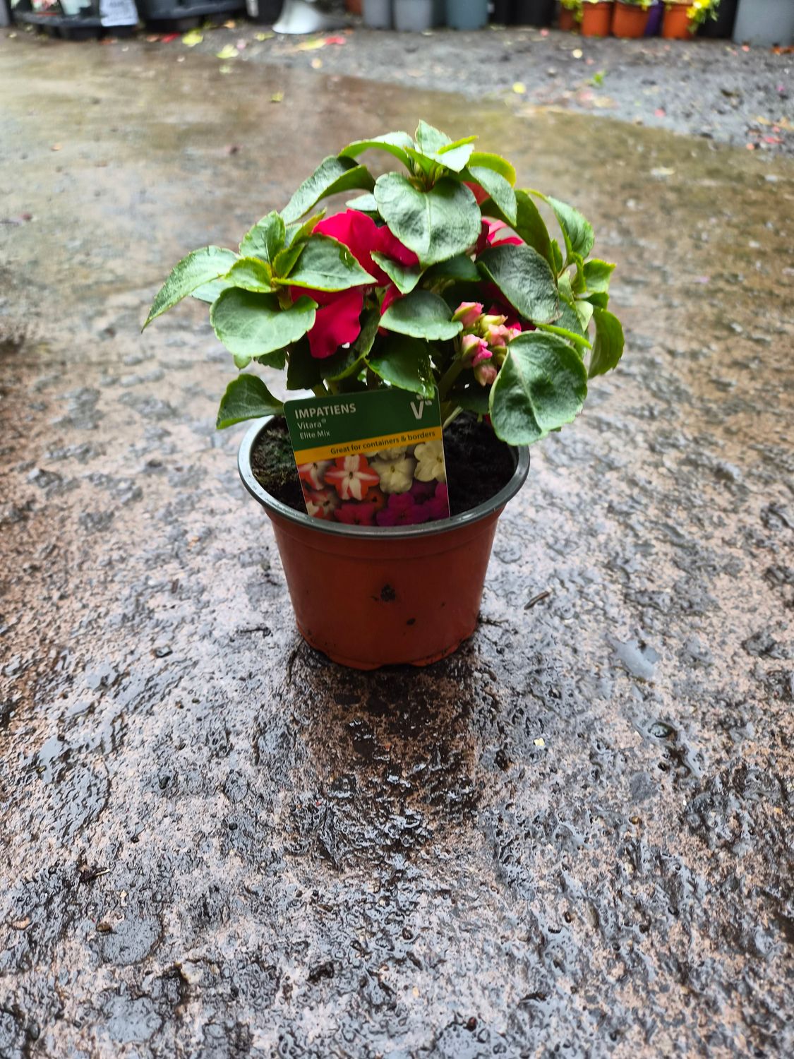 Impatiens Vitara Elite Mix