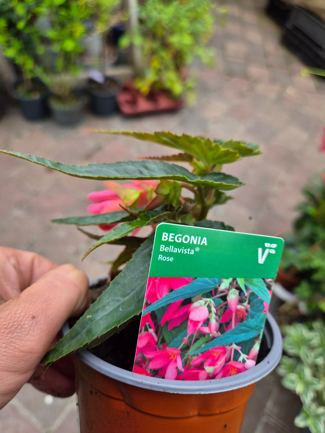 Begonia Bellavista Rose