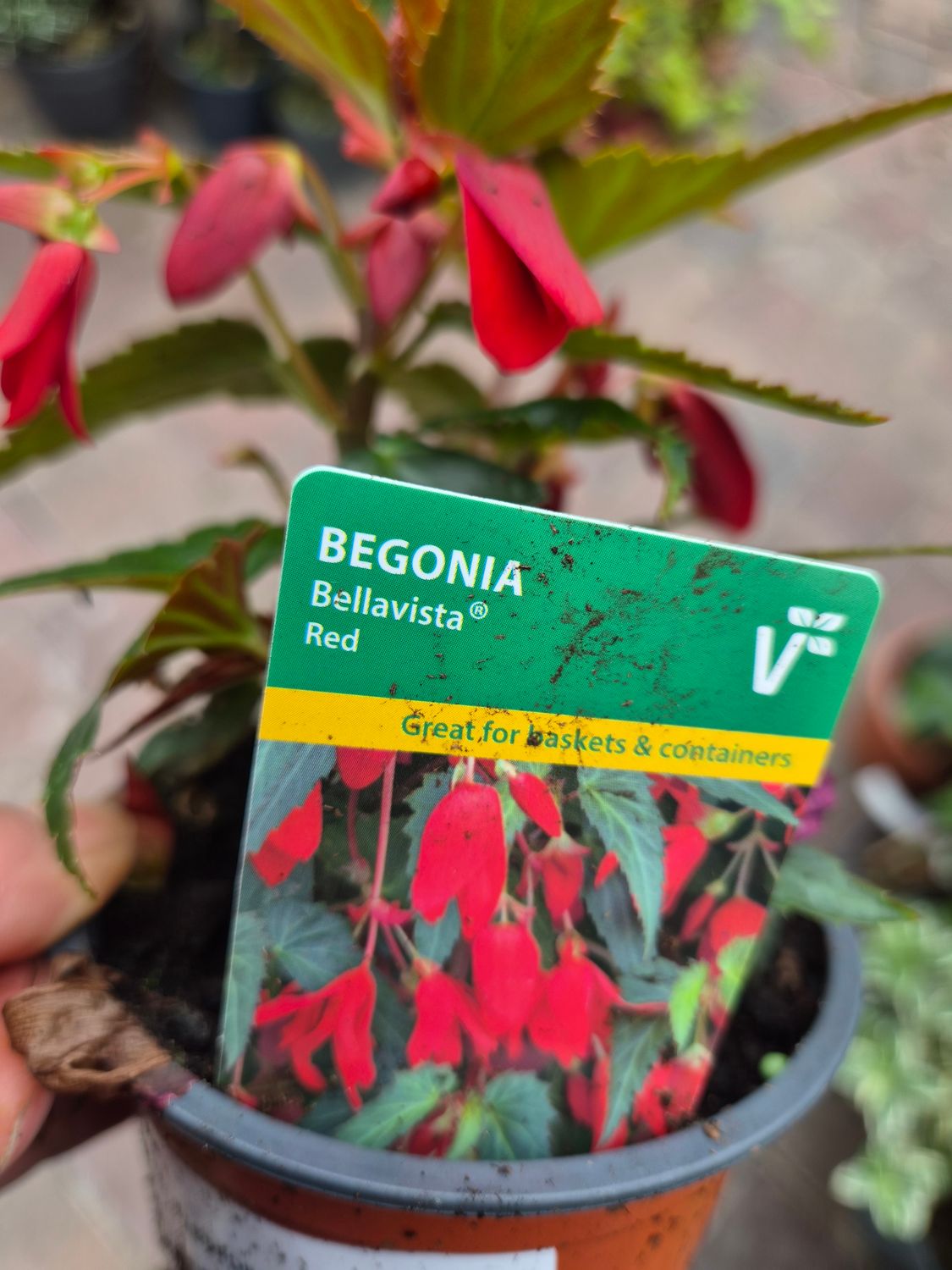 Begonia Bellavista Red