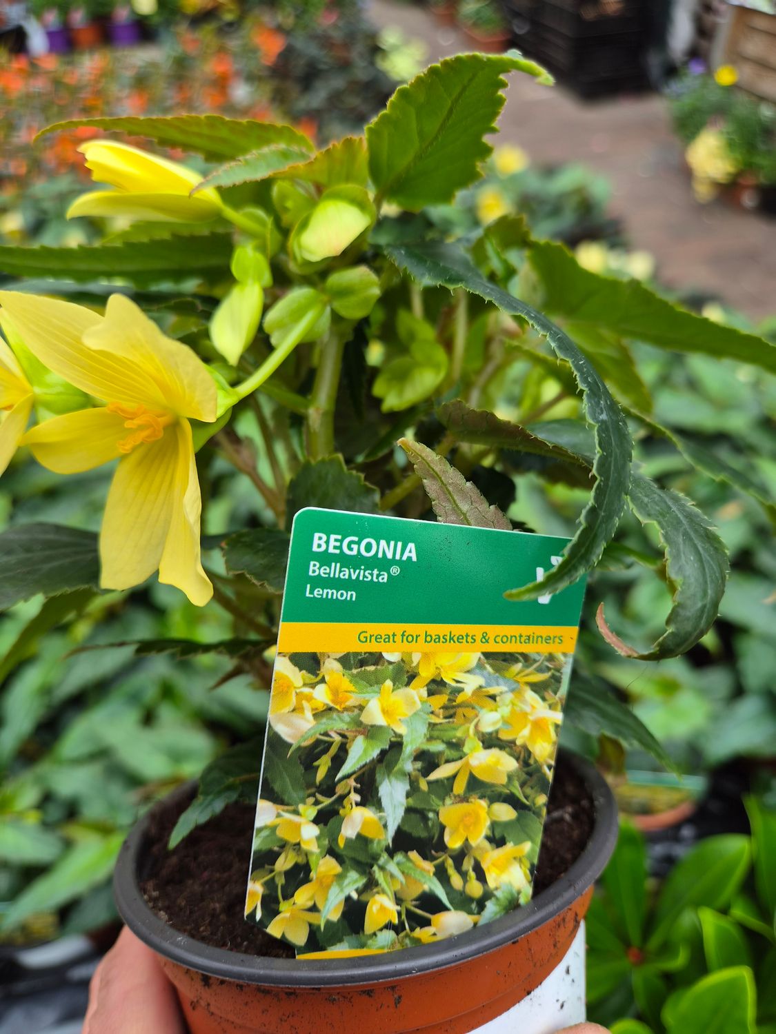 Begonia Bellavista Lemon