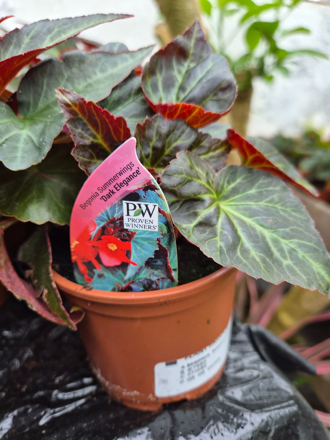 Begonia Dark Elegance