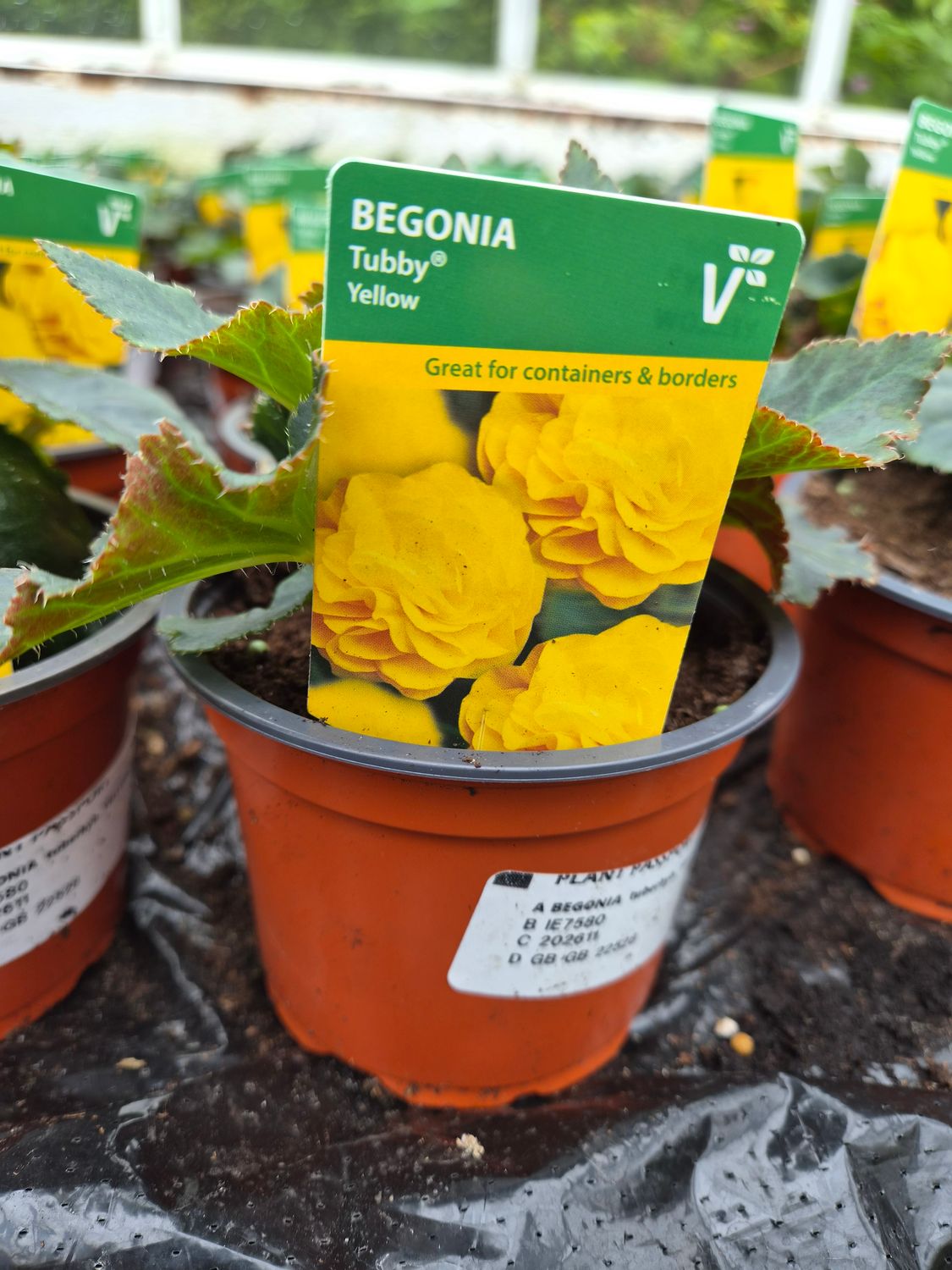 Begonia Tubby Yellow