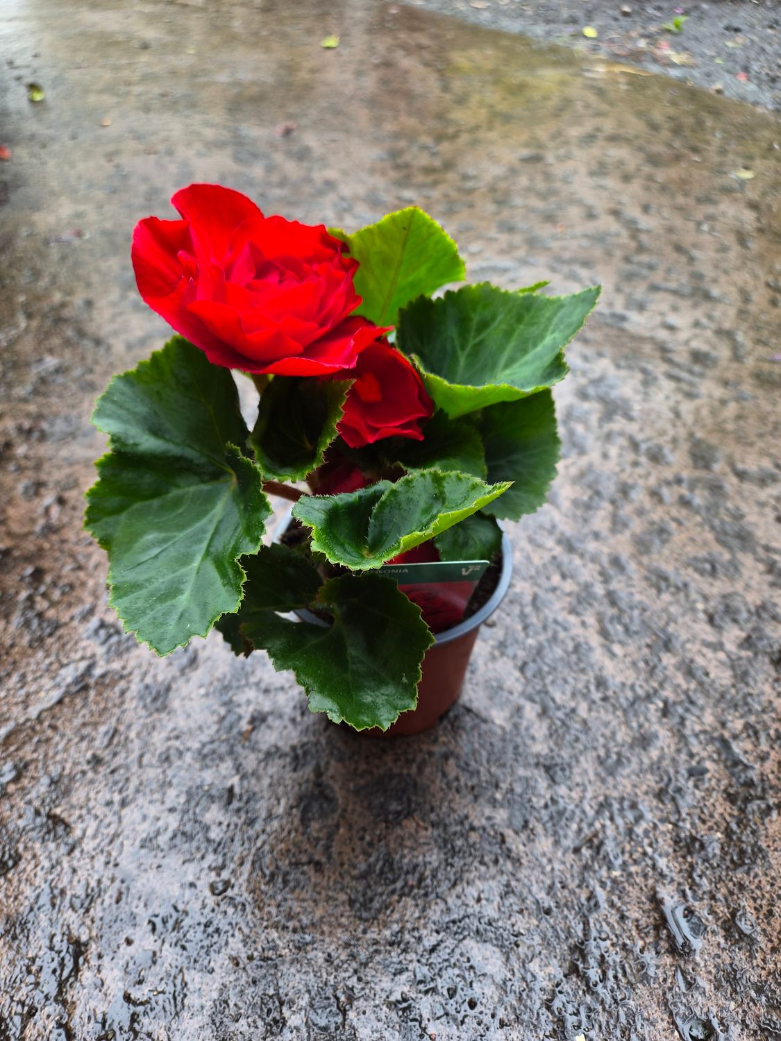 Begonia Tubby Red