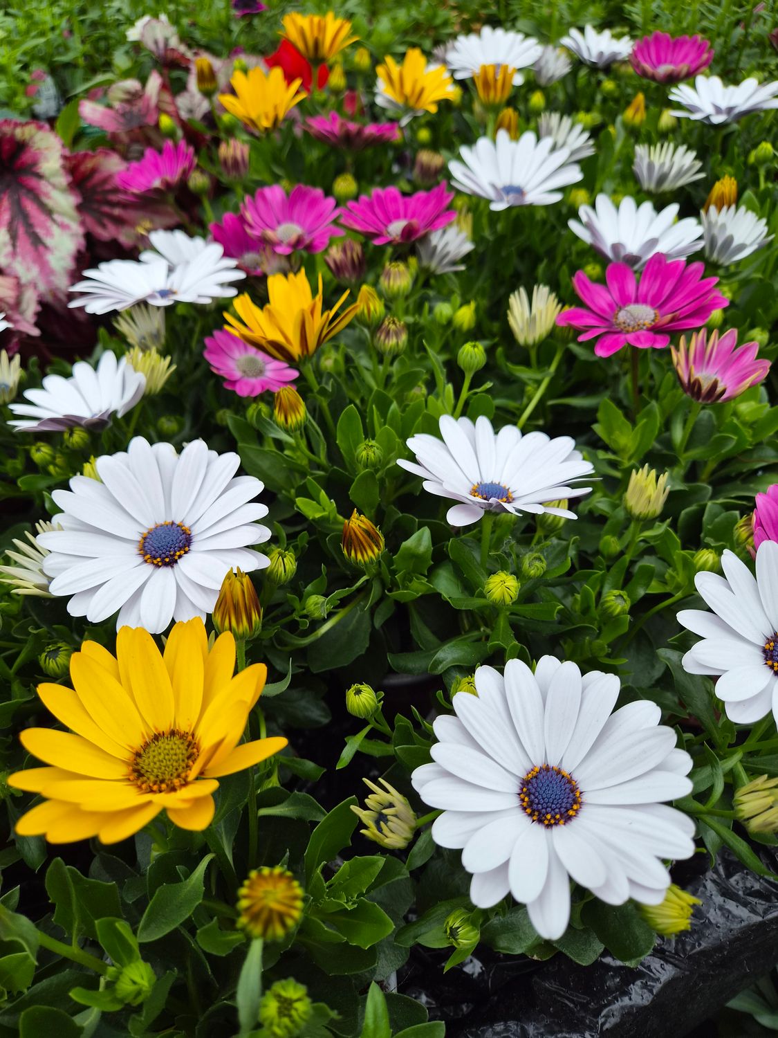 Osteospermum Mixed