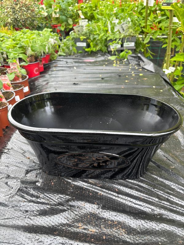 Black Olive Oval 38cm