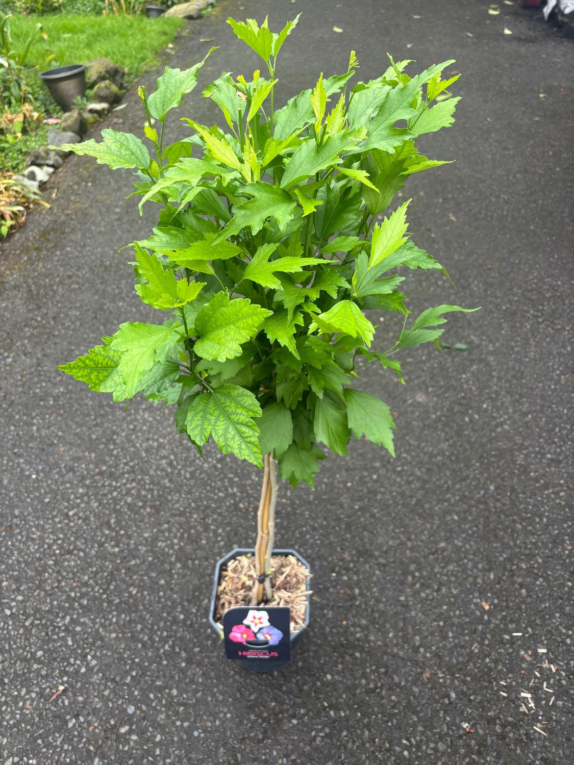 Hibiscus Tricolour small tree for pots or beds . Flowers in summer and early autumn. Three colours together are stunning.