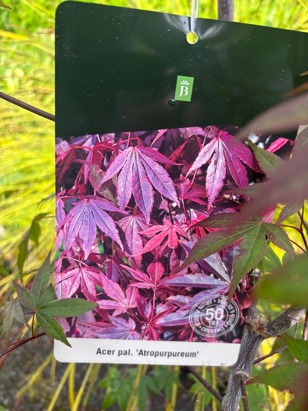Acer Atropurpureum ..extra large