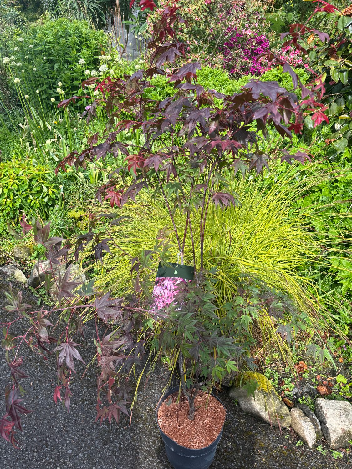 Acer Atropurpureum ..extra large