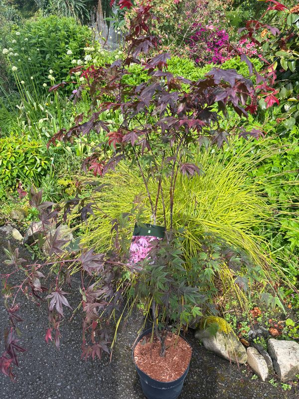 Acer Atropurpureum ..extra large