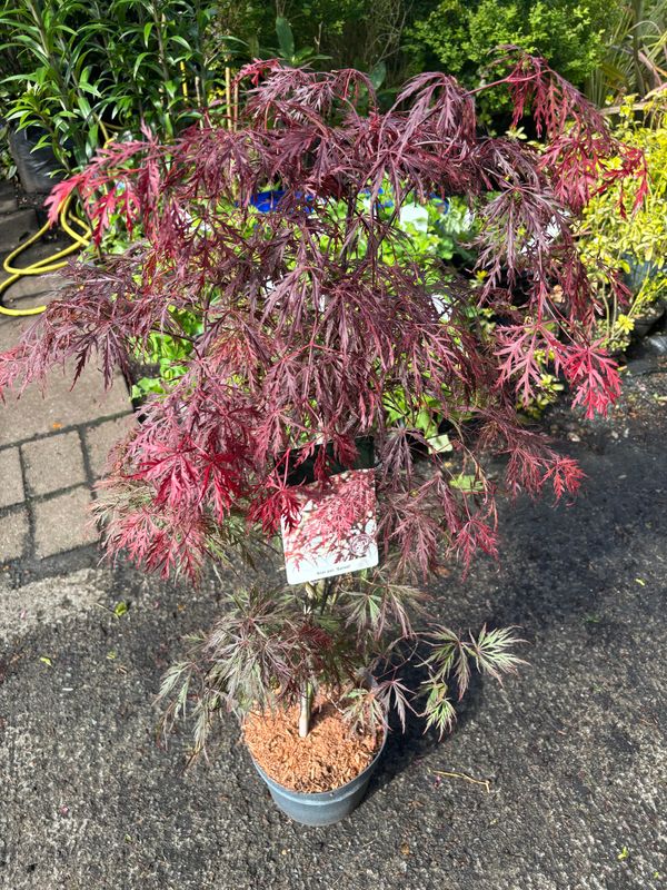 Acer Garnet Large