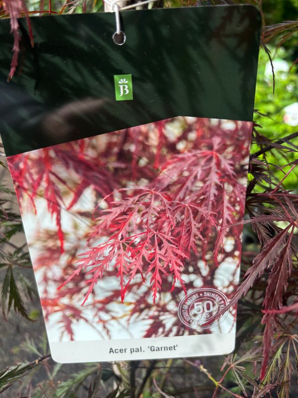 Acer Garnet Large