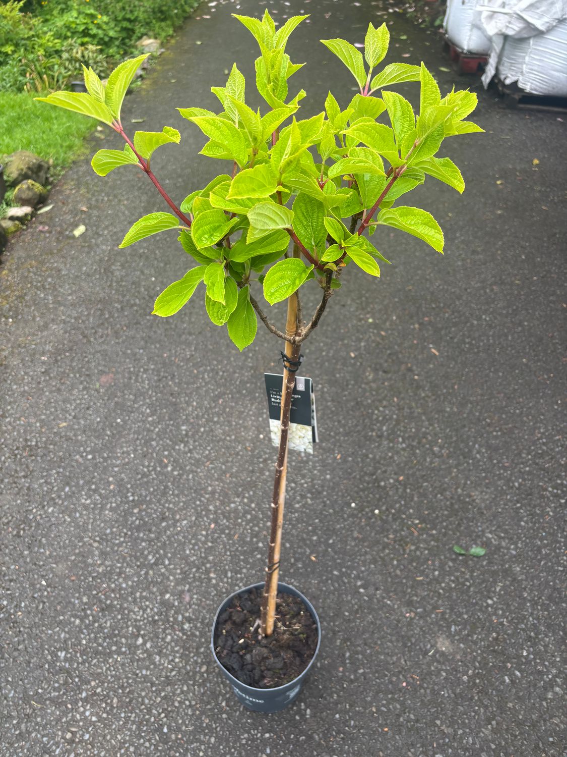Hydrangea Sugar Rush ..small tree ..for Pots or beds Flowers non stop from June until October . Enormous cone shaped white flowers turning lightly pink with age