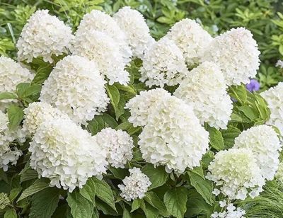 Hydrangea Sugar Rush ..small tree ..for Pots or beds Flowers non stop from June until October . Enormous cone shaped white flowers turning lightly pink with age