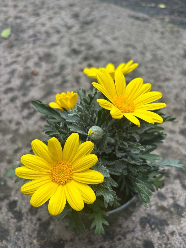 Euryops Silver Sunshine..flowers for months and lasts for years