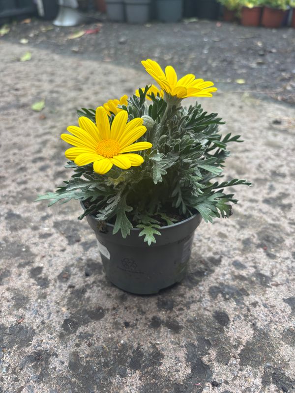Euryops Silver Sunshine..flowers for months and lasts for years