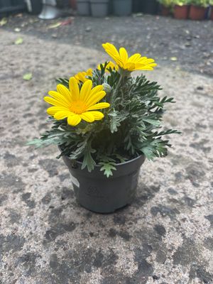 Euryops Silver Sunshine..flowers for months and lasts for years