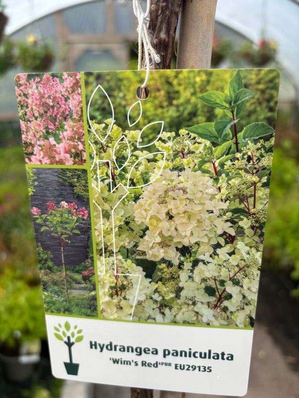Hydrangea Wim's Red Tree
