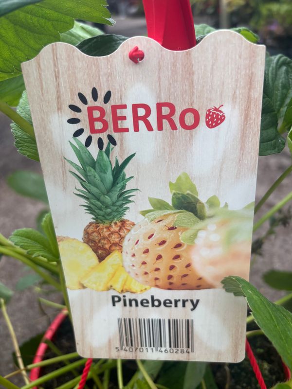Pineberry Basket Looks like a strawberry that saw a ghost! White fruit that tastes like pineapple. Perfect for baskets, pots, and window boxes.