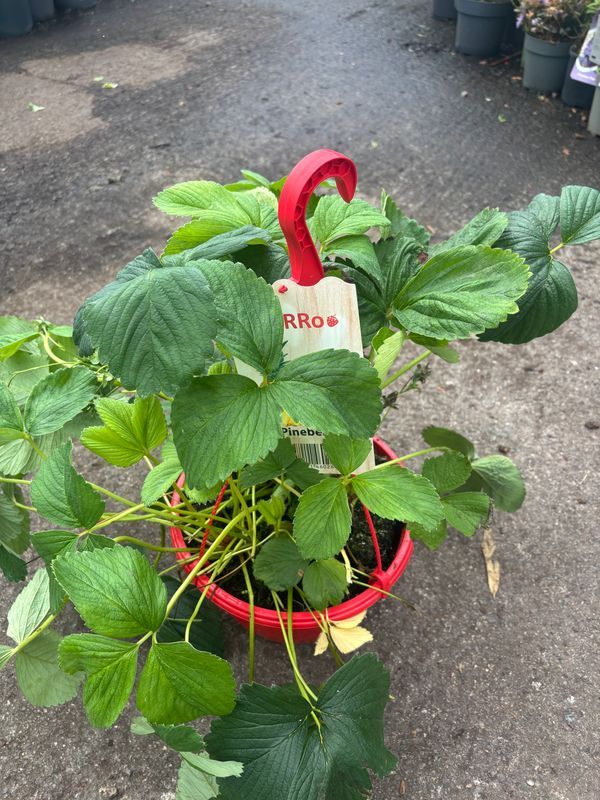 Pineberry Basket Looks like a strawberry that saw a ghost! White fruit that tastes like pineapple. Perfect for baskets, pots, and window boxes.