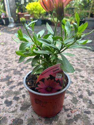 Osteospermum Summer smile Sunrise