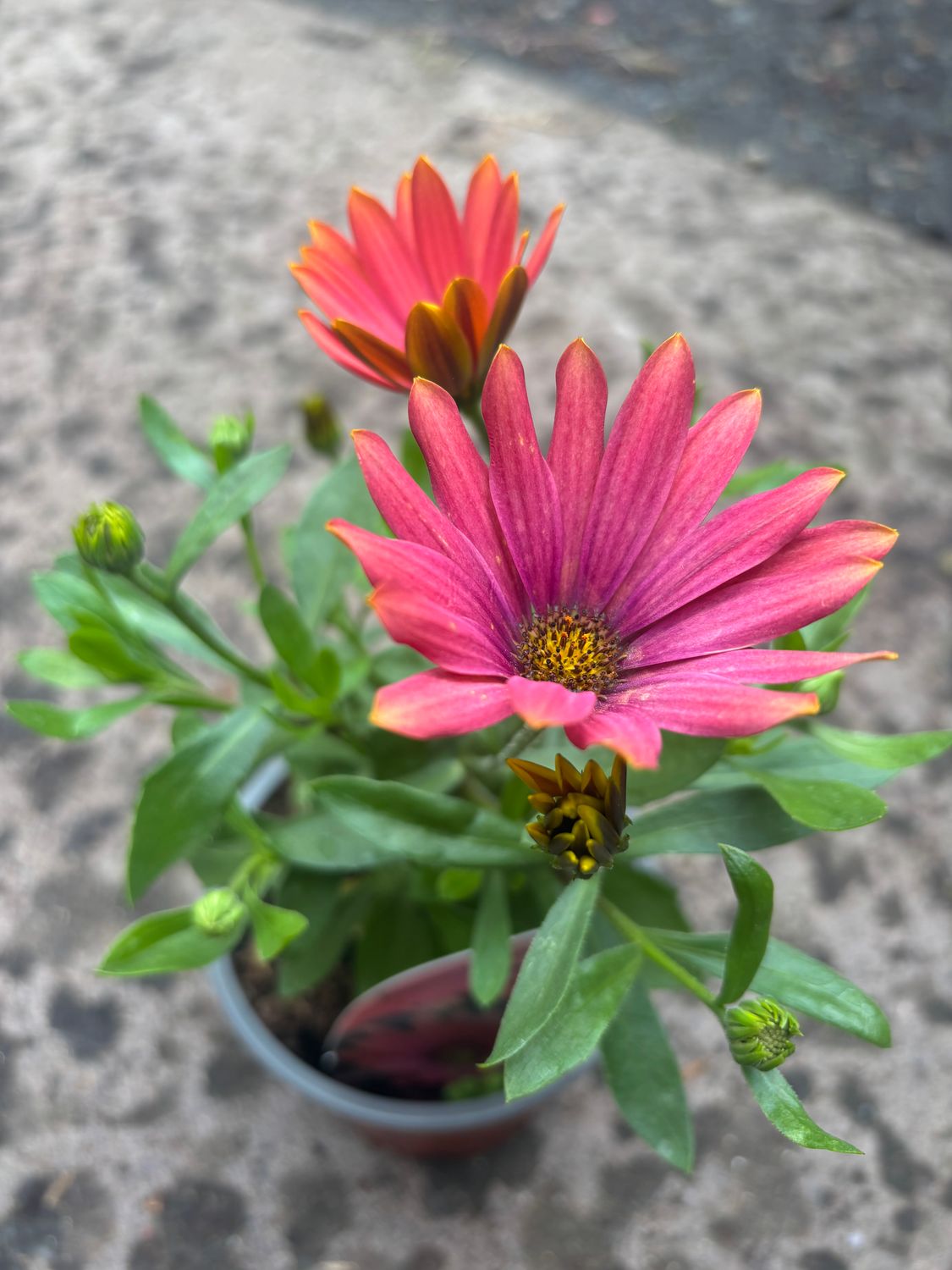Osteospermum Summer smile Sunrise