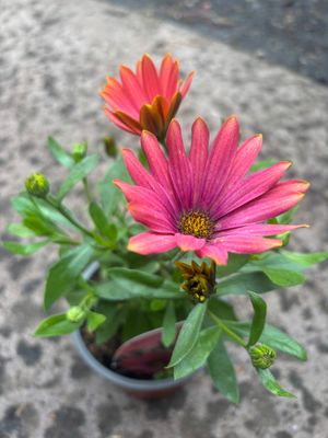 Osteospermum Summer smile Sunrise