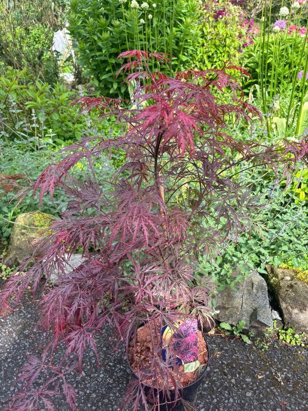 Acer Garnet
