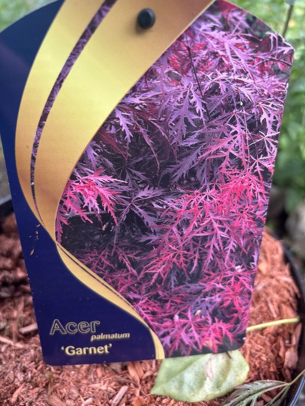 Acer Garnet