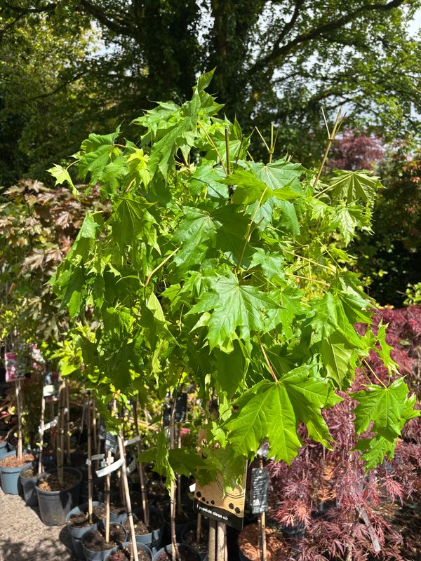 Acer Globosum