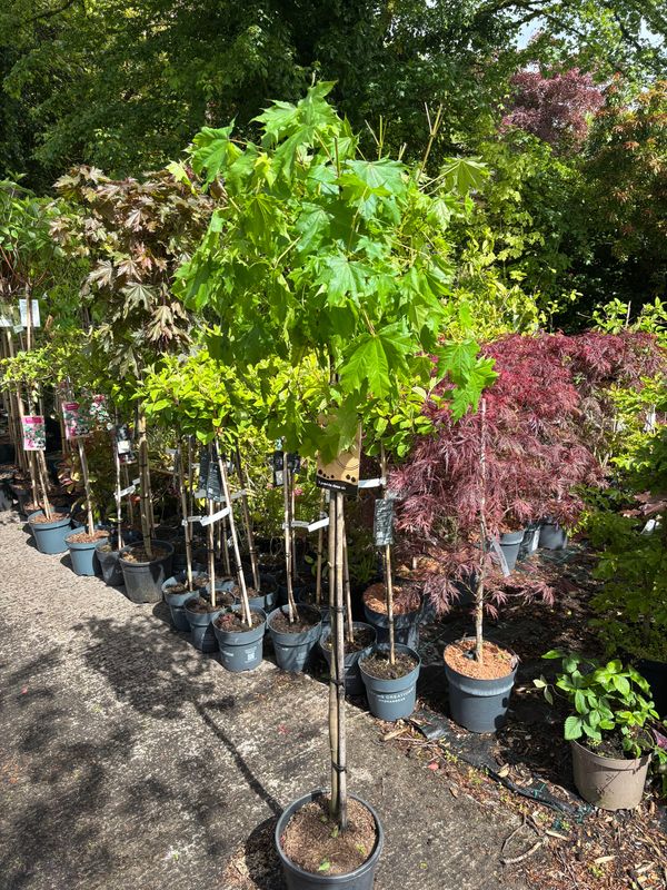 Acer Globosum