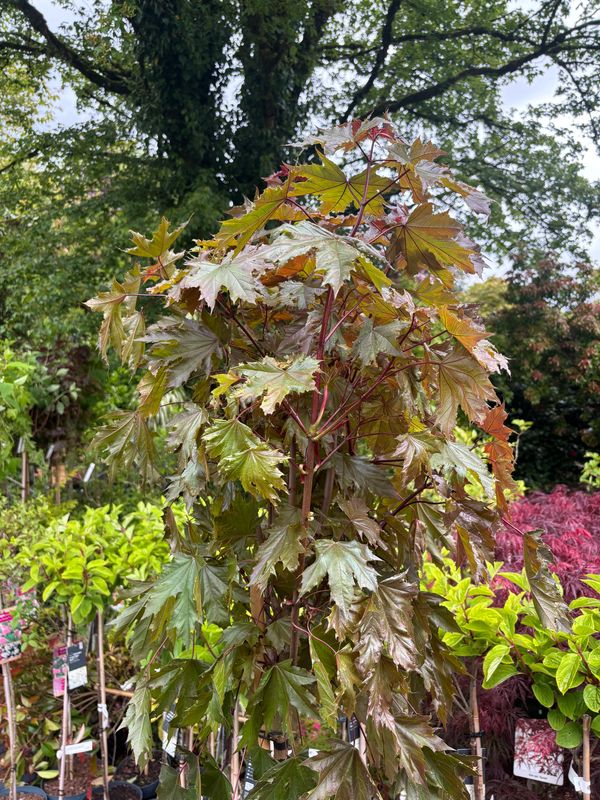 Acer Crimson Sentry