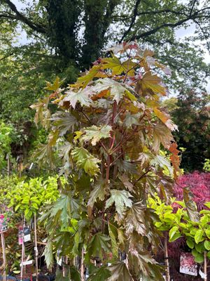 Acer Crimson Sentry