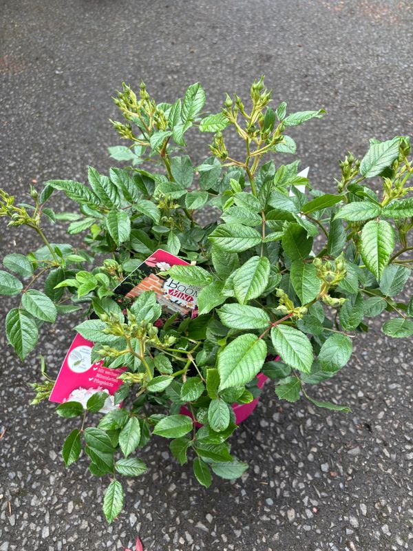 Rose Rosie Boom Mini , smothered in pink single flowers from June until October . Planting time is from now . Good in pots or beds