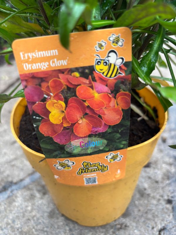 Erysimum Orange Glow
