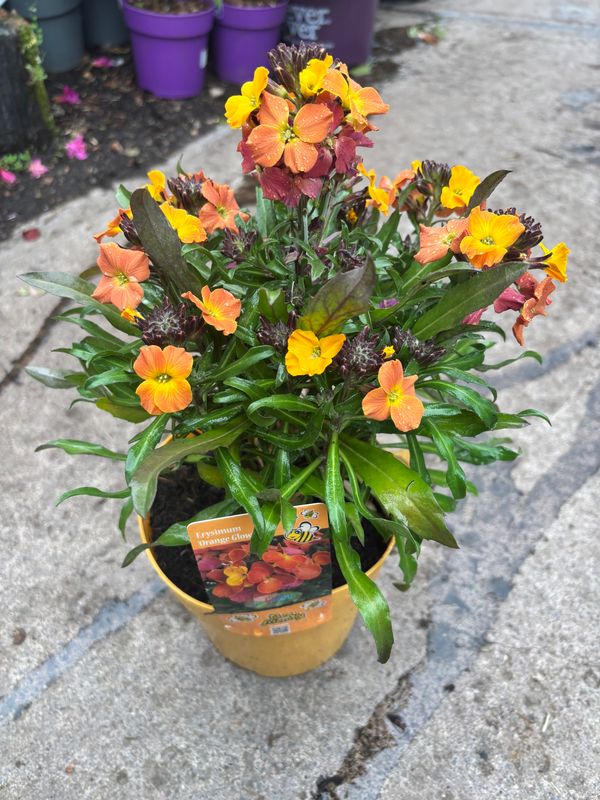 Erysimum Orange Glow