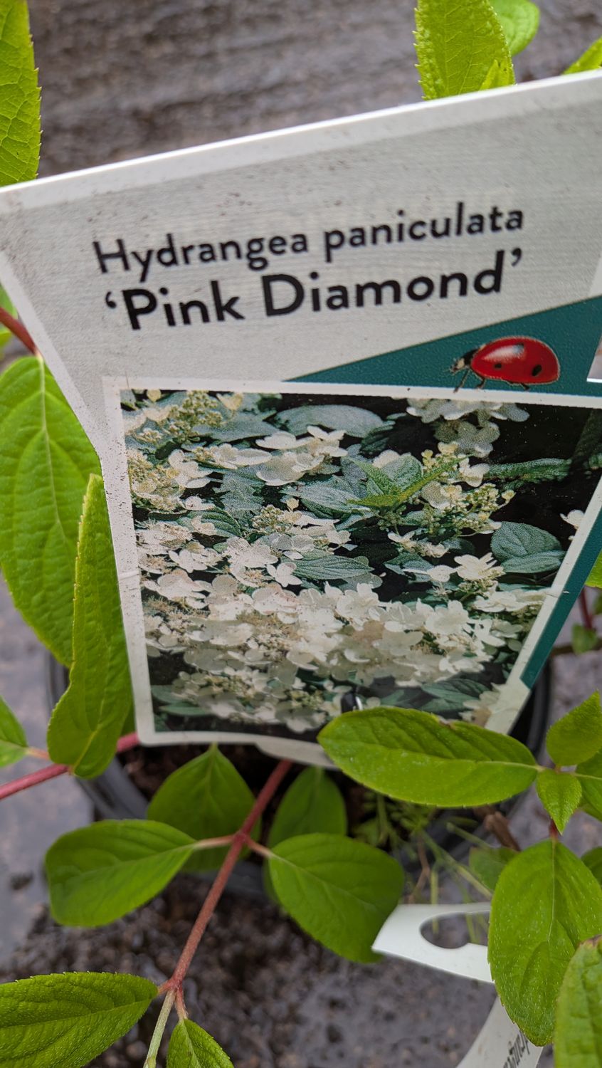 Hydrangea Pink Diamond