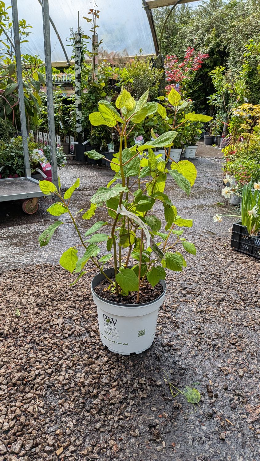 Hydrangea Pink Annabelle medium