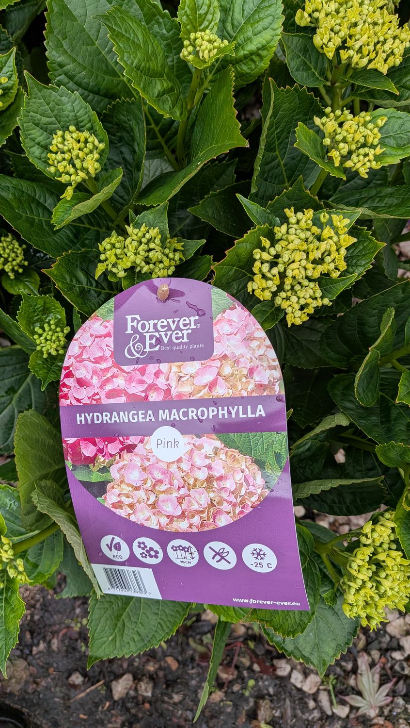 Hydrangea Forever and Ever Pink
