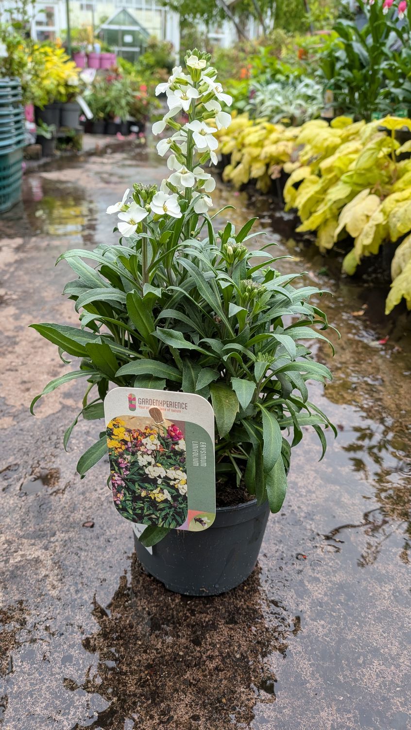 Erysimum Leya White