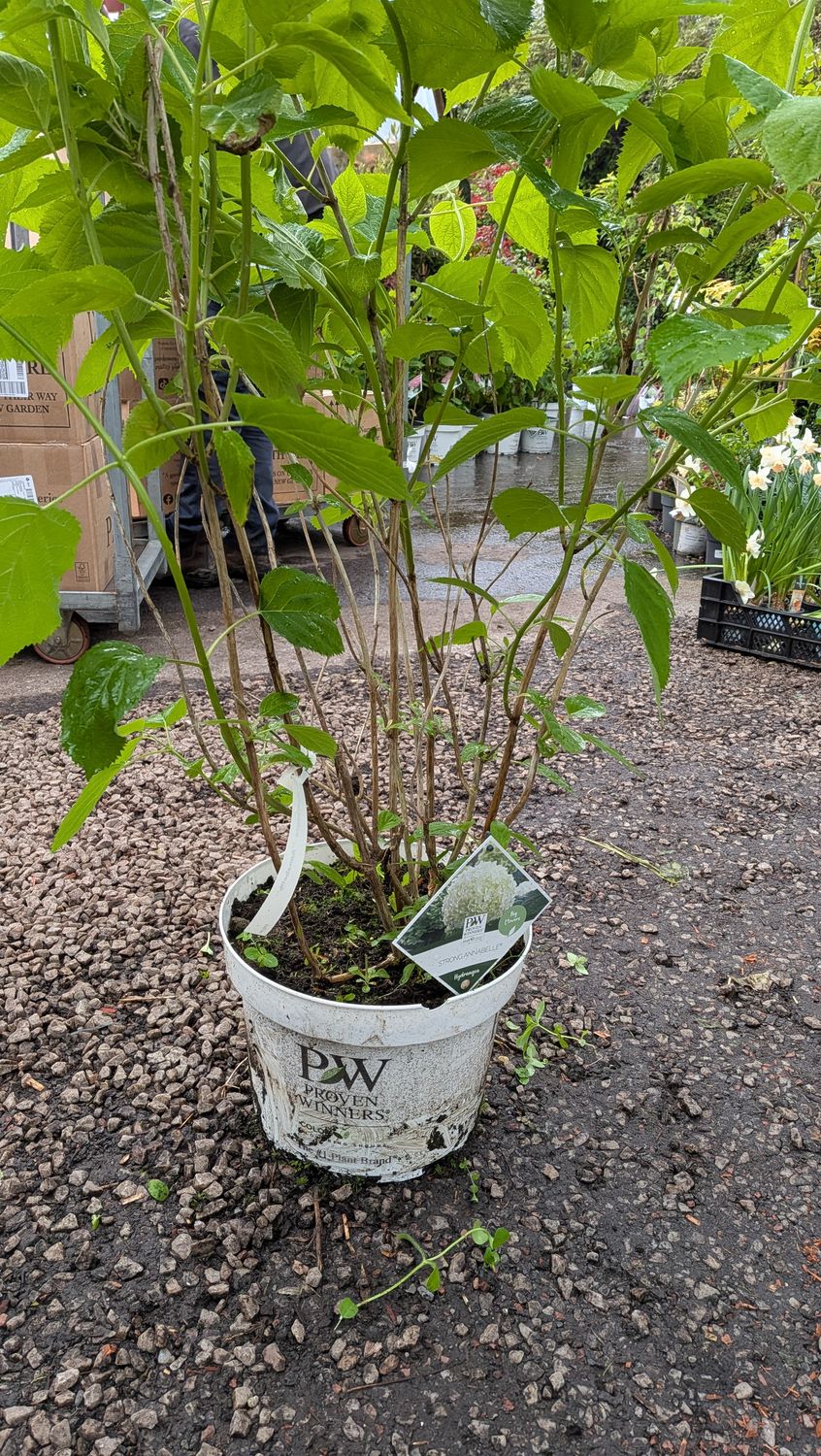Hydrangea Annabelle Strong extra large