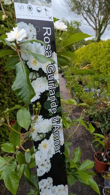 Rose Guirlande d' Amour