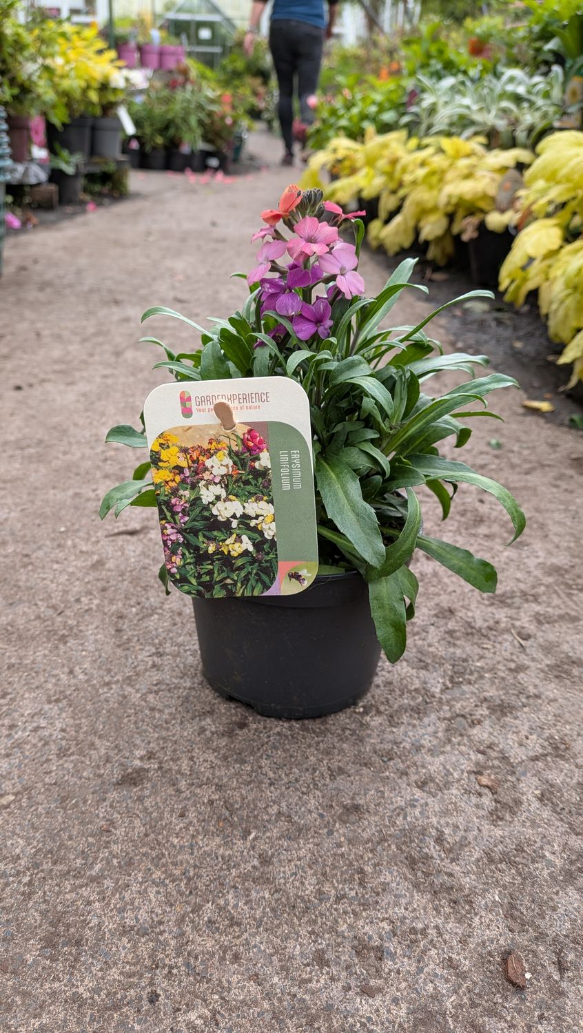 Erysimum Butterfly Candy