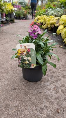 Erysimum Butterfly Candy